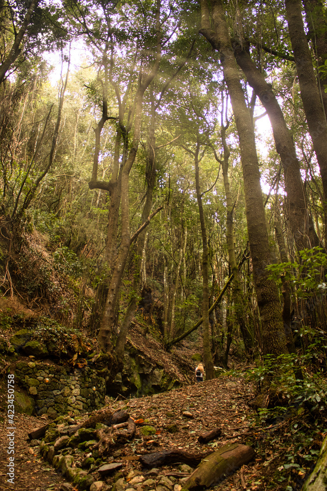The Forest of Agua García, Tenerife. Canary Islands. It is a tiny laurel forest where several ancient trees, the Guardianes Centenarios (Centennial Guardians), are located The Forest of Agua García, Tenerife. Canary Islands. It is a tiny laurel forest where several ancient trees, the Guardianes Centenarios (Centennial Guardians), are located