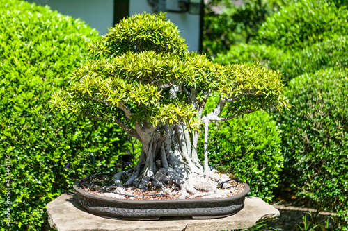Ficus Tree Bonsai