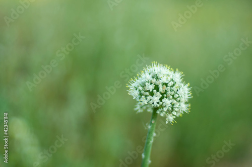 White and yellow plant in green field