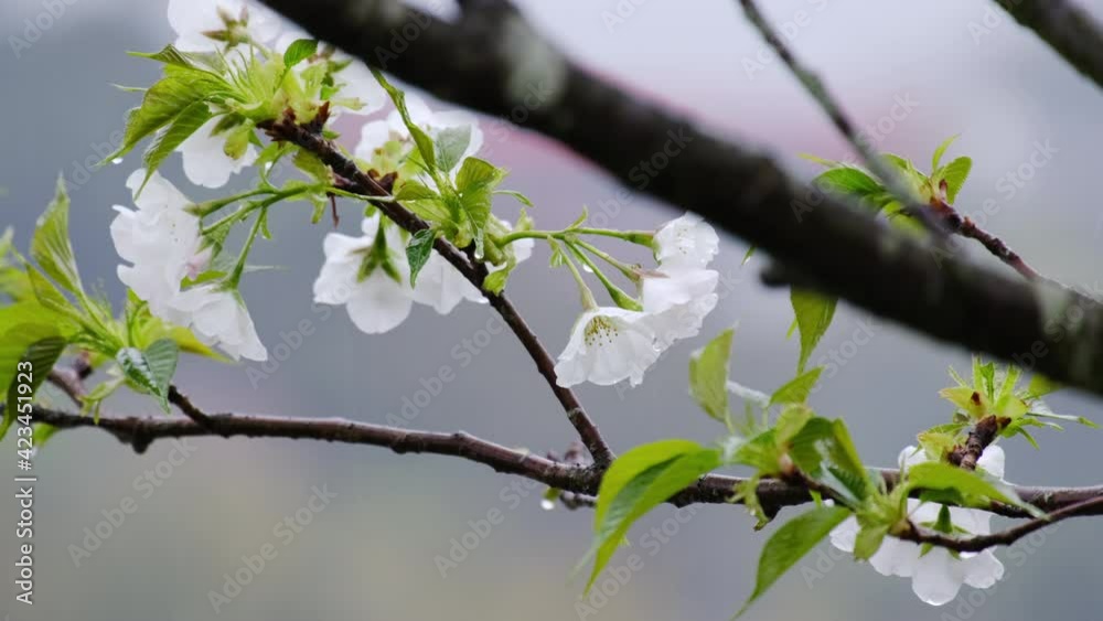 枝の奥に見える白い桜と水滴 枝の奥に見える白い桜と水滴