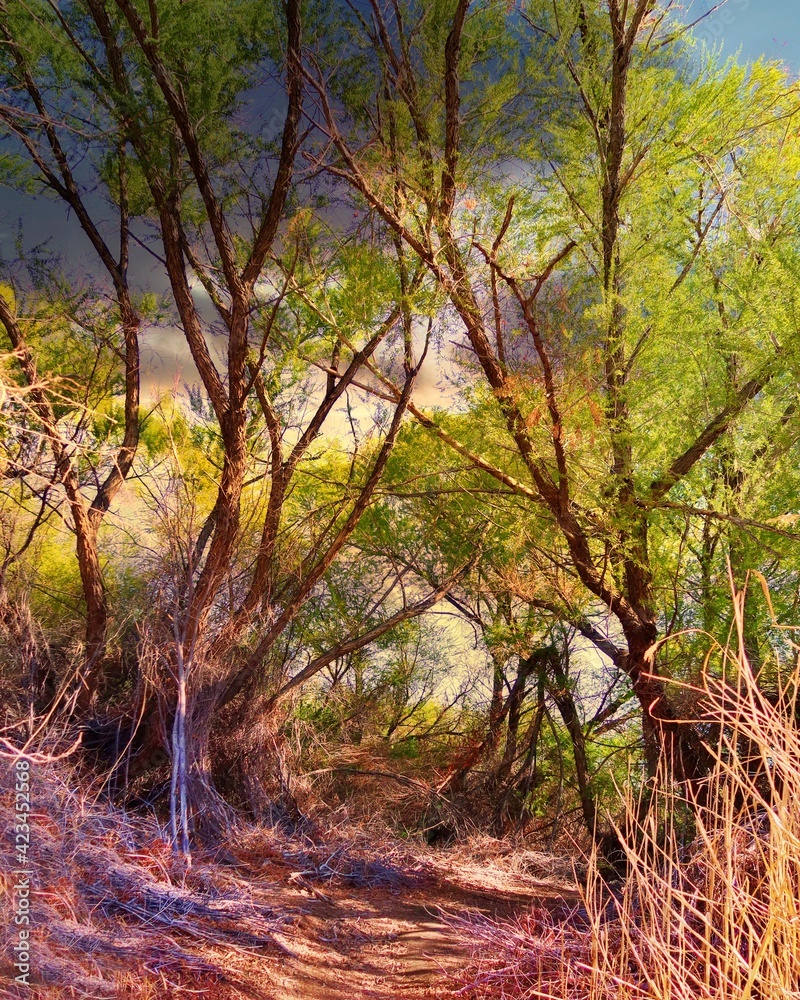 Fototapeta premium autumn forest in the morning