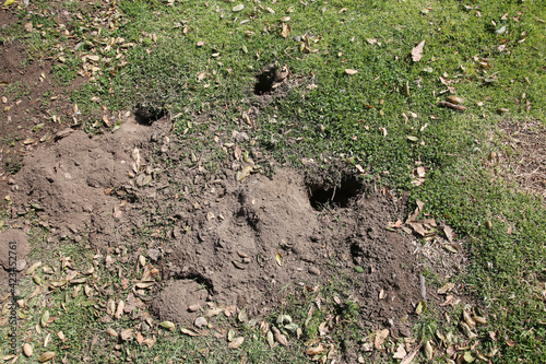 Gopher Hole in the ground, Gopher Holes or Golpher Homes underground in a grassy yard. Gophers live underground. photo