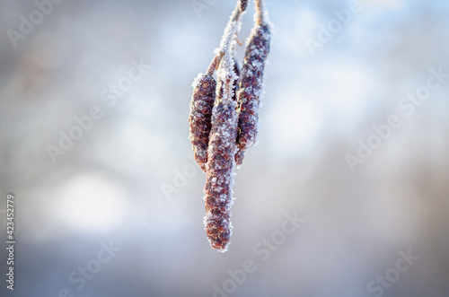 Alder earrings in snow frost.