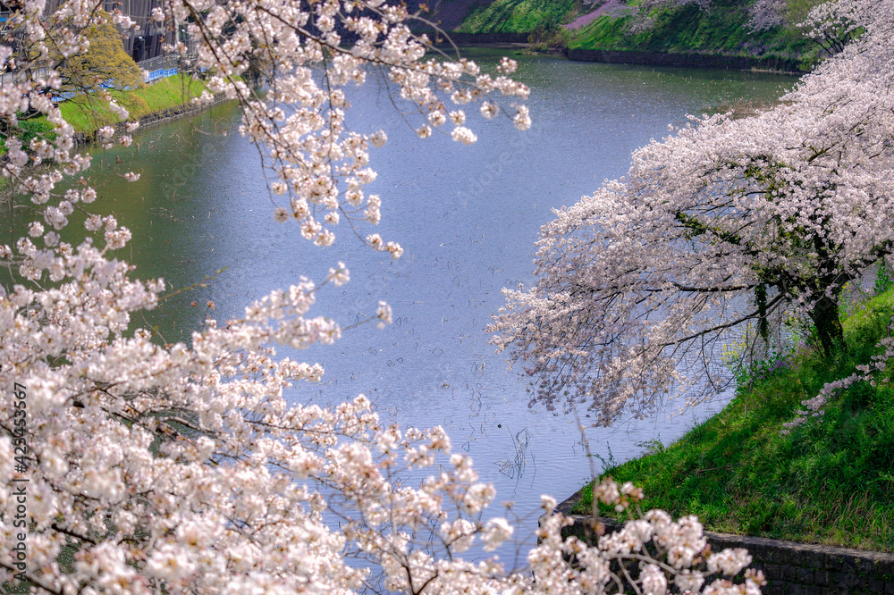 東京都千代田区九段の千鳥ケ淵に咲く桜