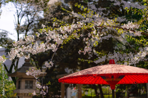 東京都港区赤坂にある乃木神社の桜