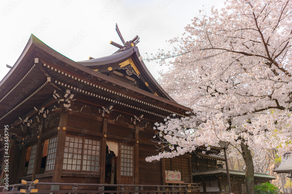 東京都新宿区西新宿にある新宿中央公園に咲く桜