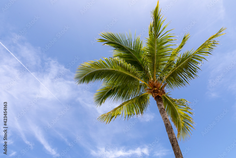 palm tree on blue sky palm tree on blue sky