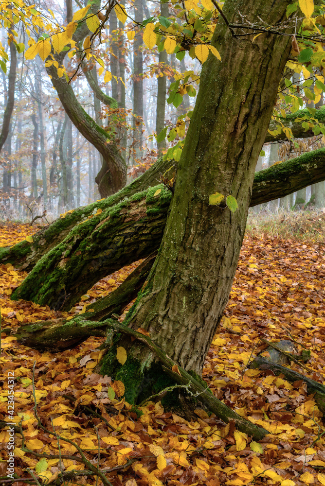 Autumn oak forest, Czech Republic, Pilsen region Autumn oak forest, Czech Republic, Pilsen region