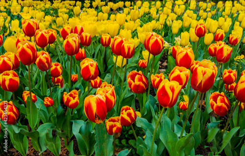 Springs finest tulips  an abundance of yellow and red flowers at their finest.
