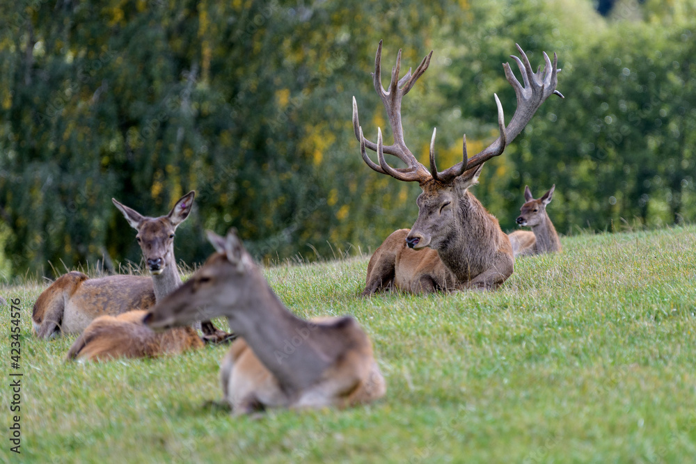 Carpathian red deer, red deer rut, Czech Republic, Chodsko Carpathian red deer, red deer rut, Czech Republic, Chodsko