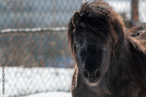 A small black Newfoundland pony stands in a horse pen with a wood fence and snow on a ranch. The breed of domestic animal has a long chestnut mane, dark eyes, and steam coming from its mouth. photo
