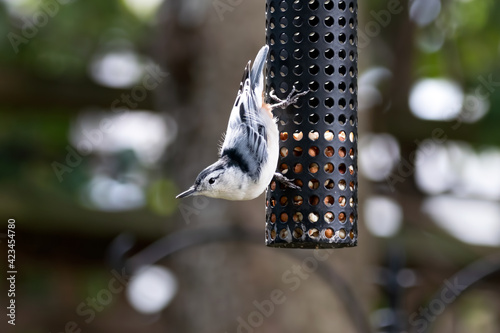 White-breasted nuthatch clinging to the side of a peanut bird feeder