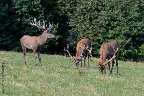 Fototapeta Naklejka Na Ścianę i Meble -  Carpathian red deer, red deer rut, Czech Republic, Chodsko