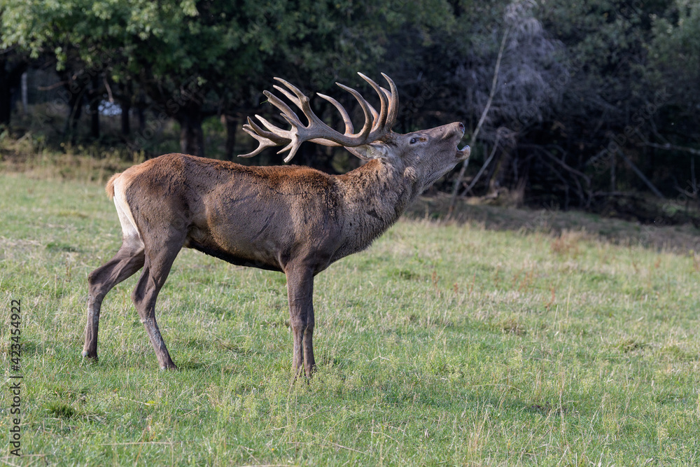 Carpathian red deer, red deer rut, Czech Republic, Chodsko Carpathian red deer, red deer rut, Czech Republic, Chodsko
