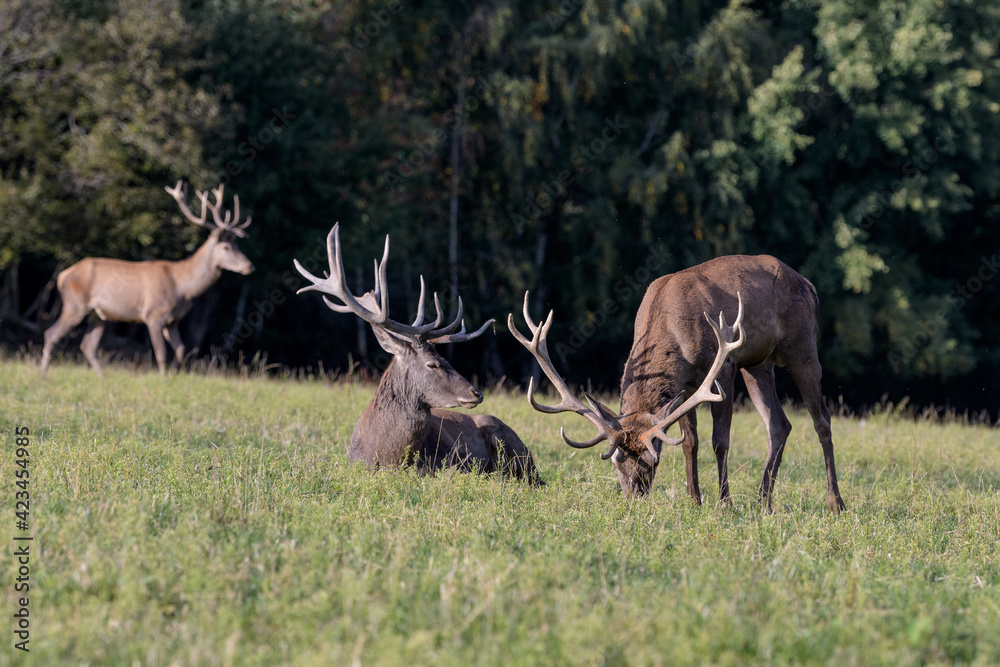 Carpathian red deer, red deer rut, Czech Republic, Chodsko Carpathian red deer, red deer rut, Czech Republic, Chodsko