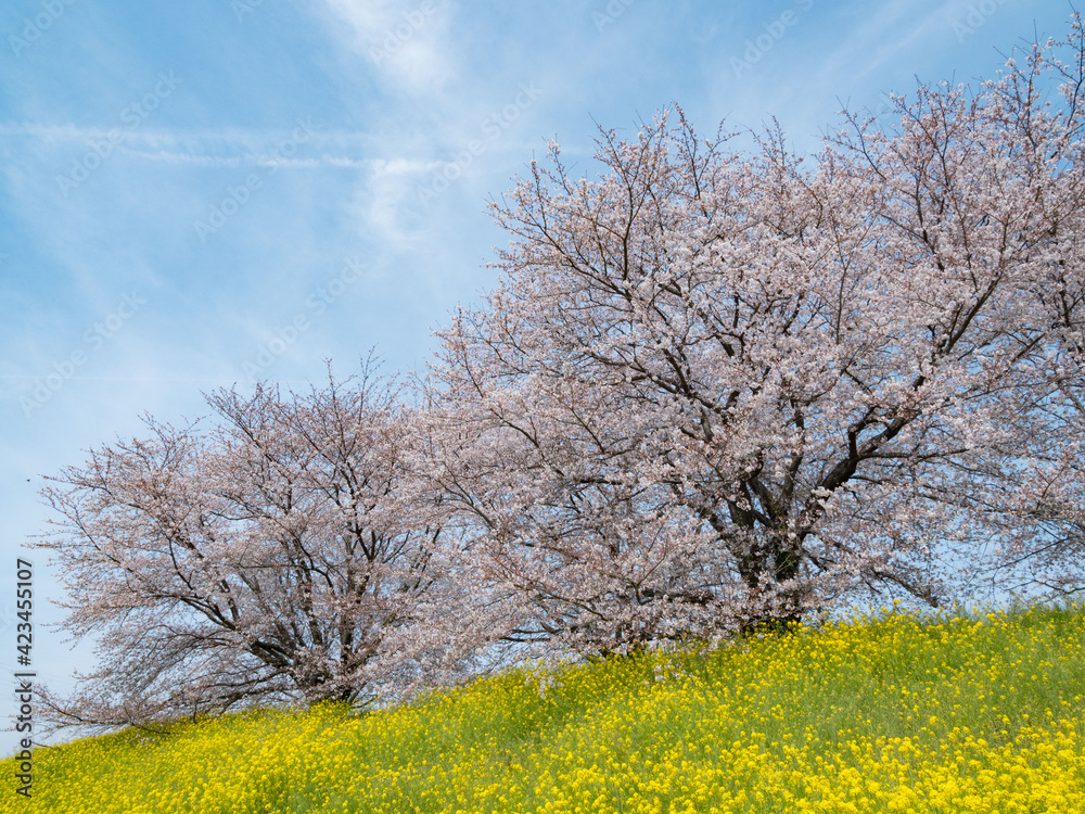 利根川沿いの土手で満開になった菜の花と桜の花