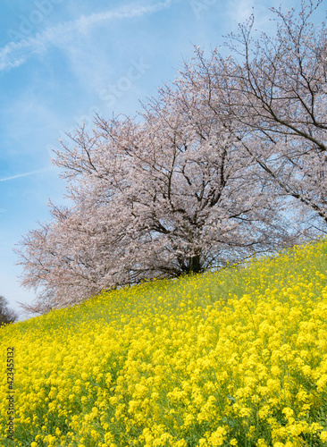 利根川沿いの土手で満開になった菜の花と桜の花