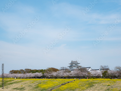 満開の菜の花と桜並木に彩られた千葉県立関宿城博物館