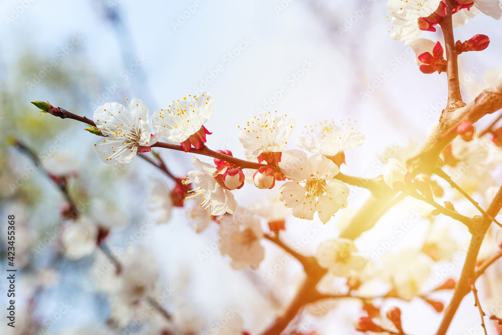 blooming cherry tree or prunus closeup. springtime greeting card. space. spring and easter concept