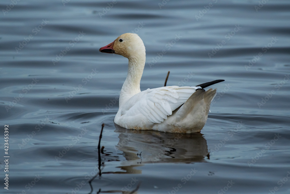 white goose swimming in the water