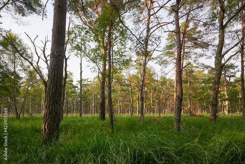 light coastal forest and swamp on the Darss