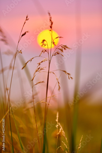 Sunset over the Baltic Sea with grasses close-up