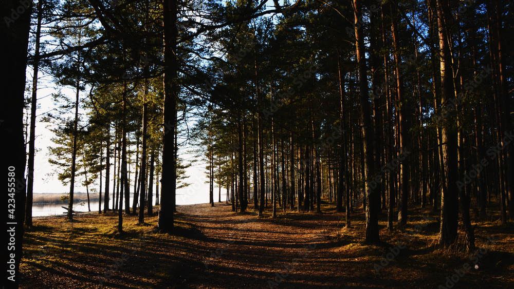 Obraz premium Sunlight in a forest with a look