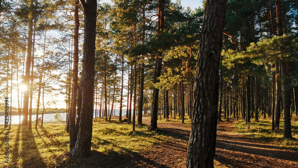 Fototapeta premium Sunshine in a pine forest