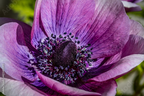 Macro Ranuncula Flower in the Garden photo