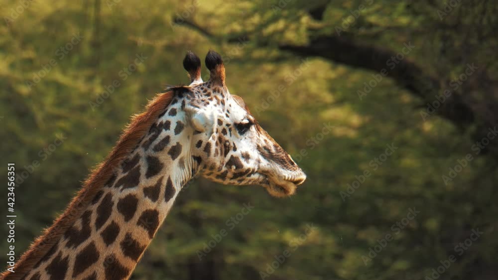 Wild african giraffe eating bush leaves in green area. Wildlife footage captured during a scientific expedition in Tanzania, professional cinema equipment, Leica optics, downscale 6K. Wild african giraffe eating bush leaves in green area. Wildlife footage captured during a scientific expedition in Tanzania, professional cinema equipment, Leica optics, downscale 6K.