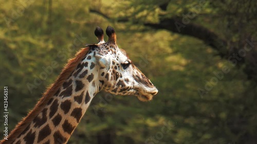Wild african giraffe eating bush leaves in green area. Wildlife footage captured during a scientific expedition in Tanzania, professional cinema equipment, Leica optics, downscale 6K.