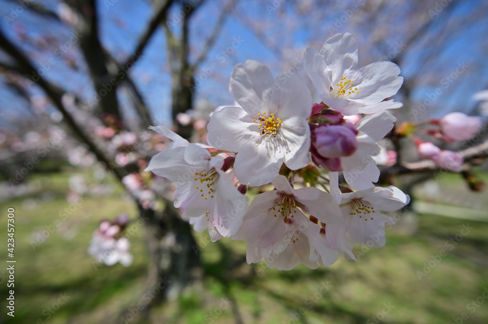 Obraz premium 四国香川県（讃岐）のサクラ