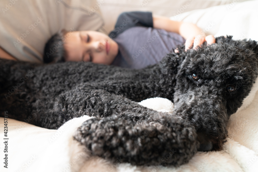 Close up of poodle dog on sofa with boy Close up of poodle dog on sofa with boy
