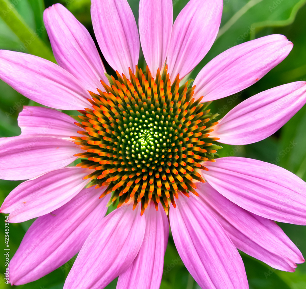 The flower face of a Purple Coneflower ( Echinacea purpurea) in full bloom. Closeup. The flower face of a Purple Coneflower ( Echinacea purpurea) in full bloom. Closeup.