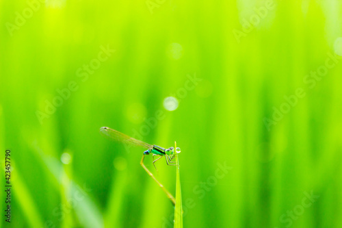 Small dragonfly in the morning with blur background and beautiful dew