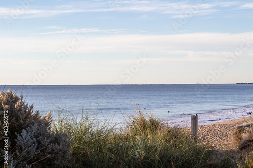 Beach Bush