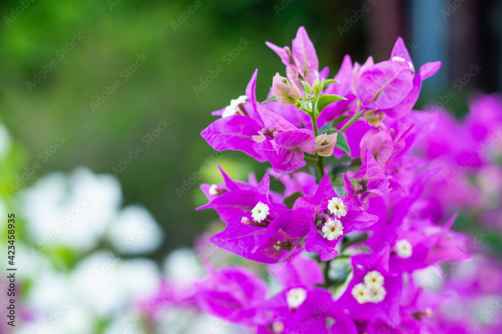 bougainvillea nyctaginaceae purple flowers in the garden