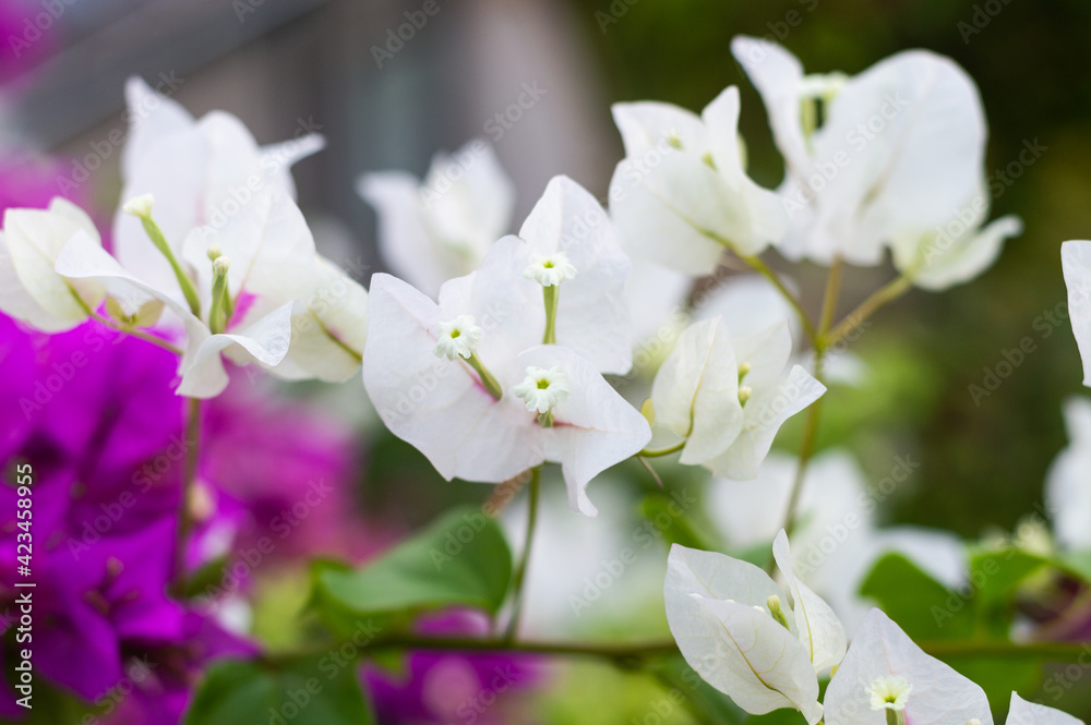 Fototapeta premium bougainvillea nyctaginaceae white flowers in the garden