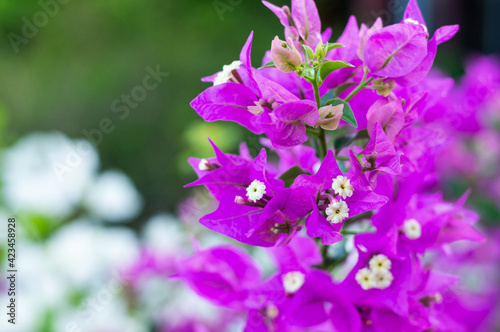 bougainvillea nyctaginaceae purple flowers in the garden