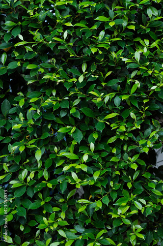 green leaves on the wall background © Michael