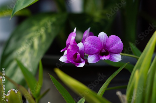 Phalaenopsis Orchids from Thailand