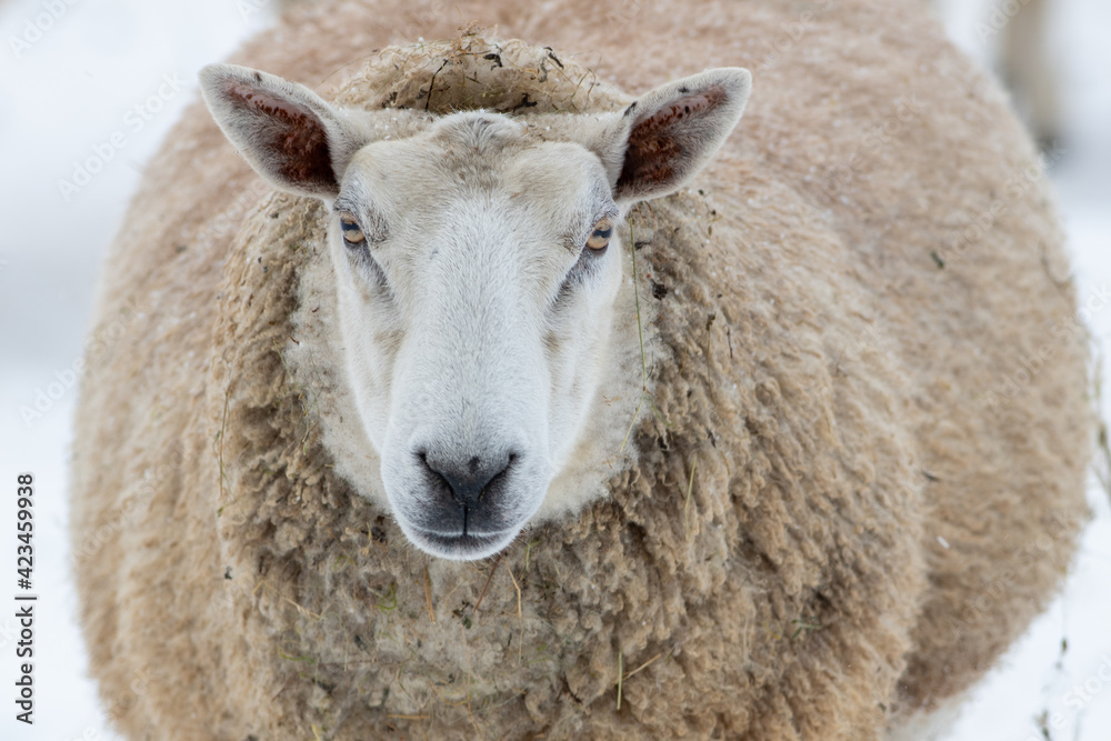 A closeup of a single woolly sheep staring forward with their eyes open wide and ears sticking upwards. The ewes have a large thick coat of wool with bits of dirt. The head is white with thick fleece.