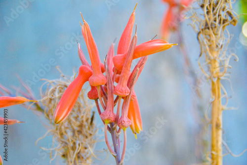 Lobster Claws Flower, Australian Native Flora photo