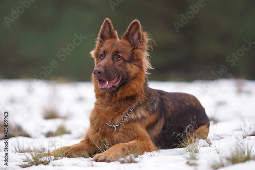 Adorable red and brown (or liver) long-haired German Shepherd dog with a chain collar posing outdoors lying down on a snow in winter © Eudyptula