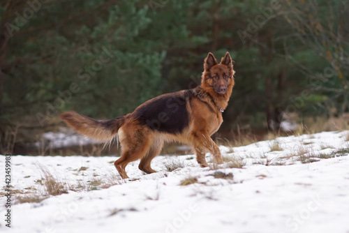 Fototapeta Naklejka Na Ścianę i Meble -  Adorable red and brown (or liver) long-haired German Shepherd dog with a chain collar posing outdoors walking on a snow in winter forest