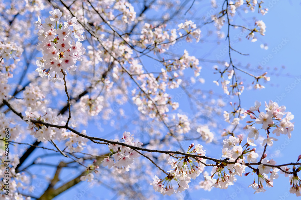 【東京】靖国神社の桜（春）