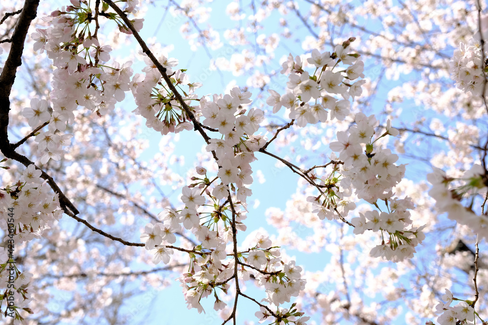 Obraz premium 【東京】靖国神社の桜（春）
