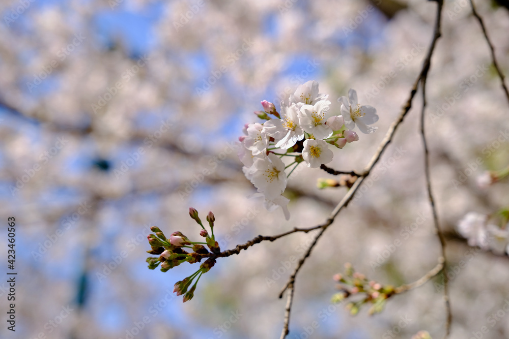 【東京】靖国神社の桜(春) 【東京】靖国神社の桜(春)