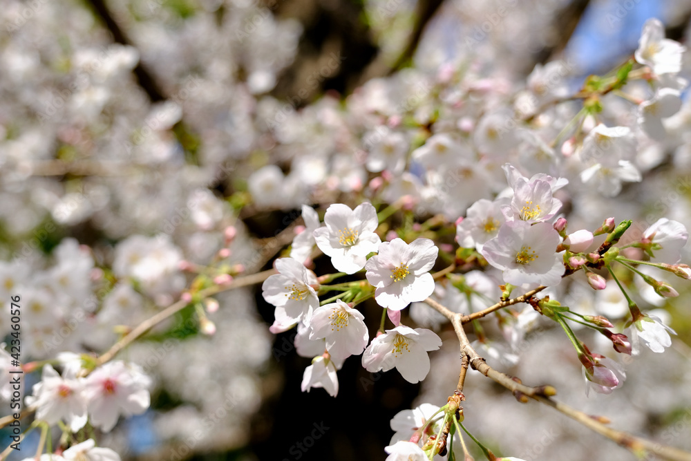 【東京】靖国神社の桜（春）