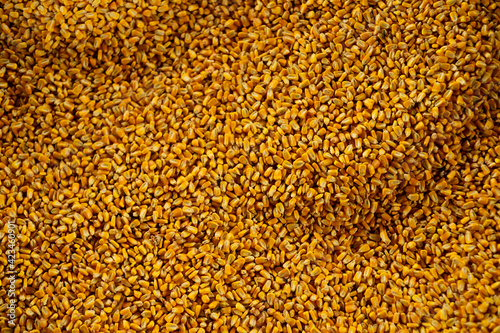 close up texture of corn